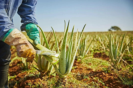 Comment choisir son aloe vera 